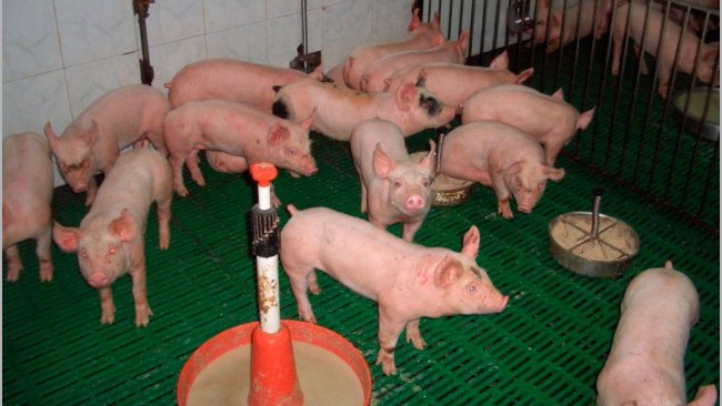 Figura 2. Adecuado uso de piensos y puntos de alimentación.