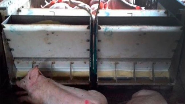 Foto 1. Suínos por comedouro.