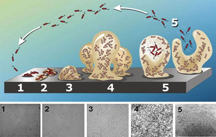 Immagine&nbsp;1. Rappresentazione schematica della formazione di biofilm, dall&#39;adesione batterica alla superficie, alla formazione di biofilm maturo, costituita da polisaccaridi. Forma di fungo prima del distacco. Fonte: Abraham Adu-Gyamfi
