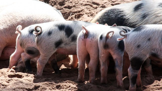 bienestar animal