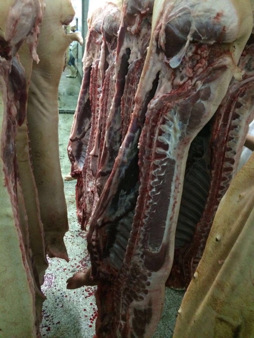 coronavirus reprise de la fili&egrave;re porcine en Chine
