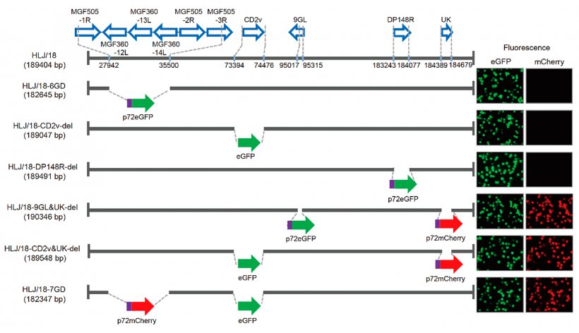 Figura&nbsp;1. Generazione e valutazione della virulenza di diversi virus della peste suina africana con geni eliminati. Rappresentazione schematica di geni e regioni cancellati in ciascun virus della PSA&nbsp;con geni eliminati. I segmenti genici eliminati sono stati sostituiti con i geni marker p72eGFP, eGFP o p72mCherry. A destra del diagramma sono mostrati i macrofagi alveolari suini primari infettati dal virus che esprimono fluorescenza diversa. Sono specificate le posizioni nucleotidiche che indicano i limiti della delezione&nbsp;relativi al genoma del virus della PSA HFJ / 18
