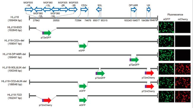 Figura 1. Generazione e valutazione della virulenza di diversi virus della peste suina africana con geni eliminati. Rappresentazione schematica di geni e regioni cancellati in ciascun virus della PSA con geni eliminati. I segmenti genici eliminati sono stati sostituiti con i geni marker p72eGFP, eGFP o p72mCherry. A destra del diagramma sono mostrati i macrofagi alveolari suini primari infettati dal virus che esprimono fluorescenza diversa. Sono specificate le posizioni nucleotidiche che indicano i limiti della delezione relativi al genoma del virus della PSA HFJ / 18