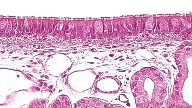 Figura 1: Epitelio ciliato pseudostratificato con cellule caliciformi caratteristico dell'apparato respiratorio.