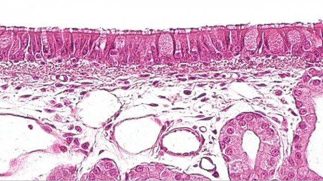 Figura 1: Epitelio ciliato pseudostratificato con cellule caliciformi caratteristico dell&#39;apparato respiratorio.
