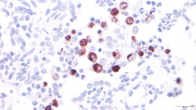 Figura 3: Macrofagi alveolari infettati dal PRRSV
