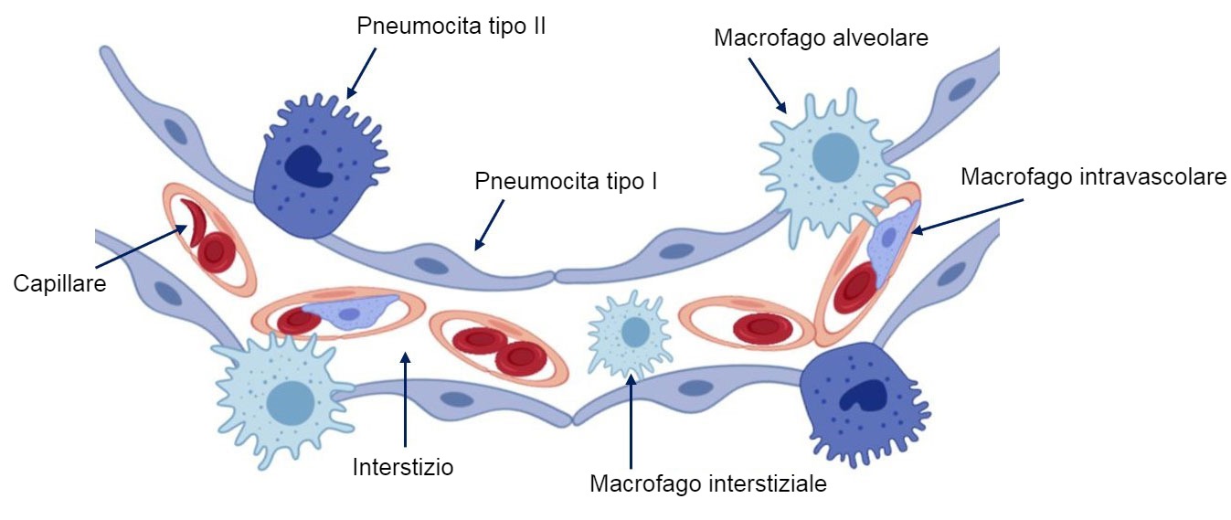 Schema della parete dellalveolo polmonare