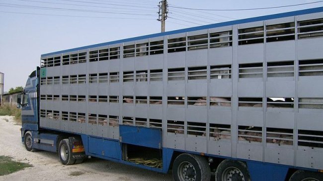 Trasporto animali