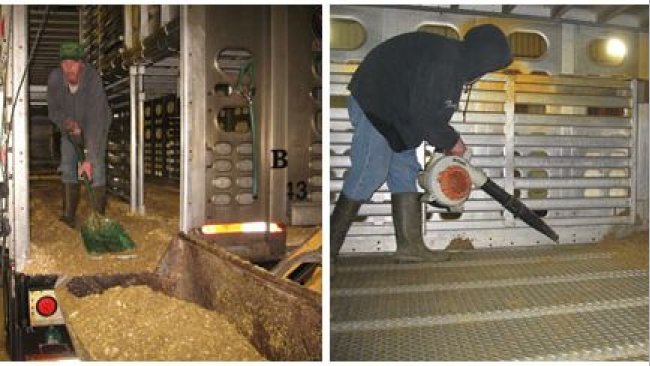 Immagine 2: Processo di pulizia a secco in cui la maggior parte del materiale organico viene rimosso manualmente. Foto cortesia del Dr. Clayton Johnson di Carthage Veterinary Services.