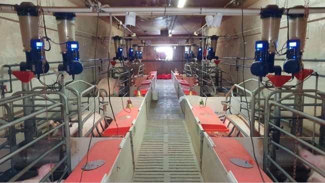 Immagine 1. Alimentatori elettronici di sala parto installati in un allevamento commerciale (Centro de Experimentación Porcino, Aguilafuente, Segovia) dove è stato realizzato lo studio.