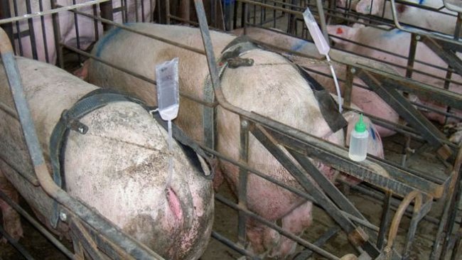 Foto 1. I sistemi di inseminazione a mani libere consentono a un lavoratore di controllare contemporaneamente l'inseminazione di più scrofe e quindi ridurre il tempo impiegato per l'inseminazione, ma hanno il rischio di spostare il catetere se si tratta di un sistema rigido.