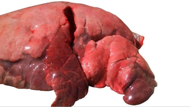 Figura 4: Lobi craniali e mediali affetti da polmonite bronco-interstiziale causata da SIV