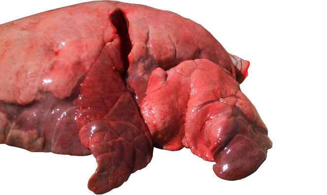Figura 4: Lobi craniali e mediali affetti da polmonite bronco-interstiziale causata da SIV
