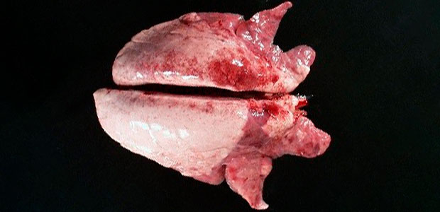 Foto 2. Il consolidamento cranio-ventrale del polmone pu&ograve; essere osservato con&nbsp;Mycoplasma hyopneumoniae.
