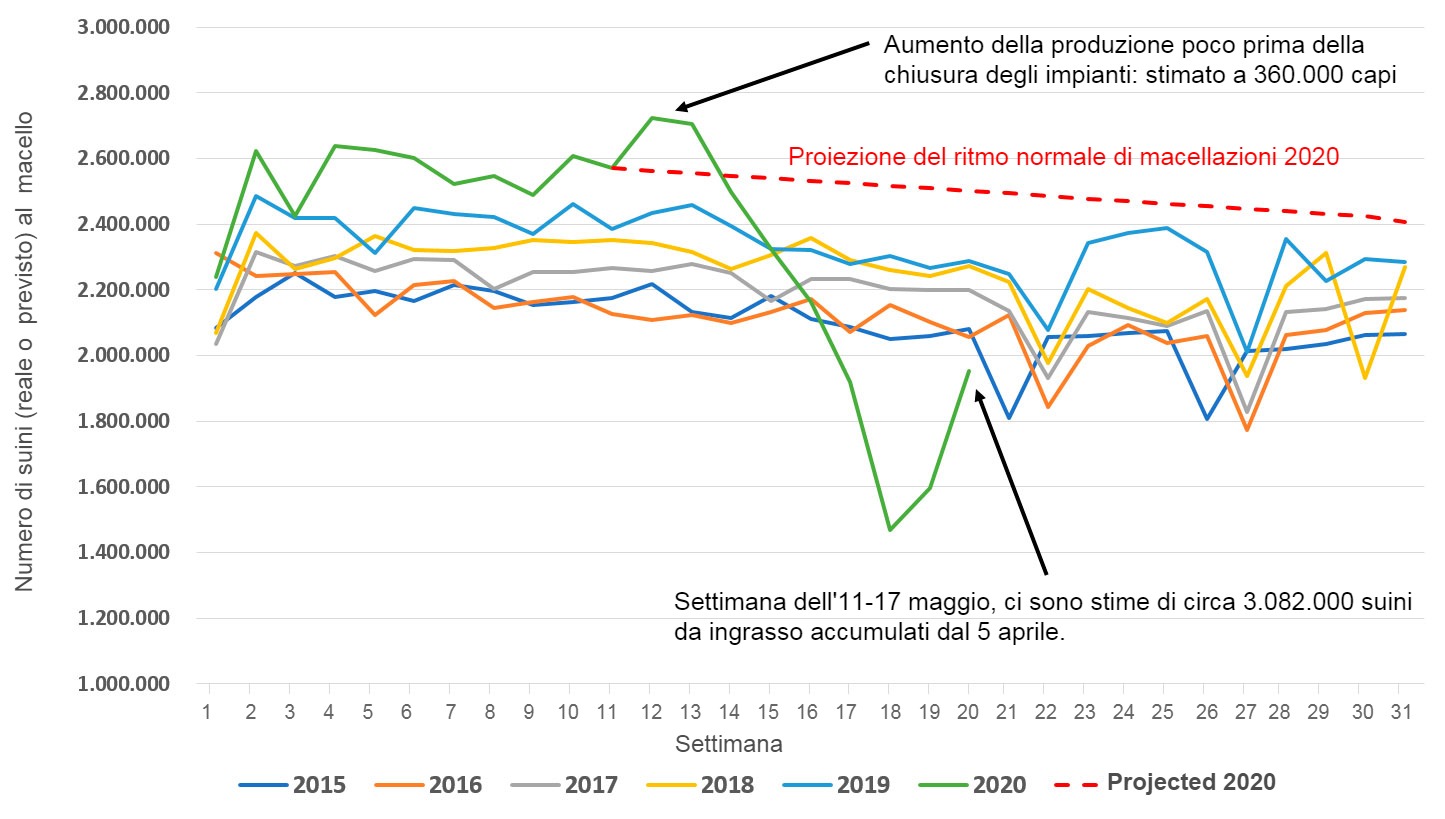 Stima del numero di suini negli Stati Uniti che hanno attualmente terminato lingrasso