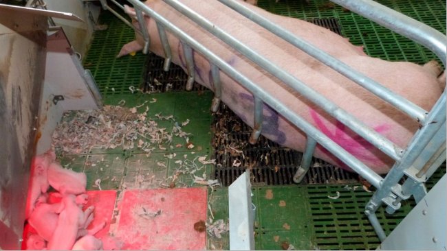 Foto 3. L'area del nido è un elemento chiave nei reparti di sale parto libere. Permette ai suinetti di essere sicuri e comodi, evitando di condividere lo stesso spazio con la scrofa.