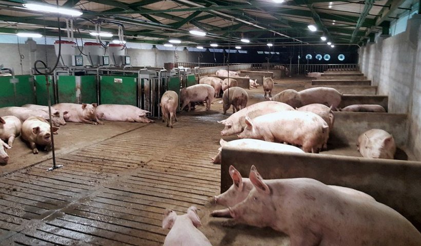granja porcina