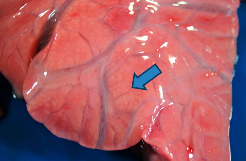 Figura 4: Broncopolmonite purulenta: espansione del consolidamento cranioventrale in cui si osservano piccole aree bianco-giallastre&nbsp;(freccia), corrispondenti agli alveoli polmonari riempiti di materiale purulento. Si rileva anche edema interstiziale.
