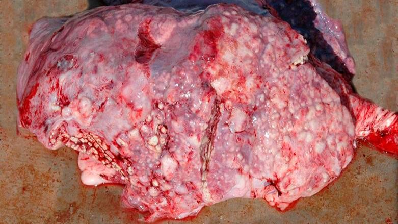 Figura 5: Polmonite embolica causata da T. pyogenes.
