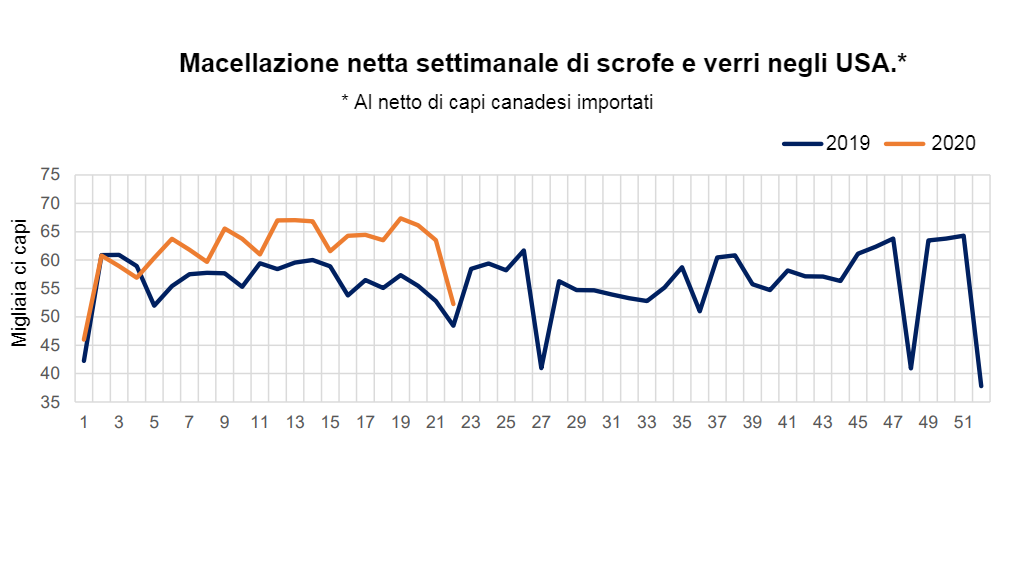 Macellazione netta settimanale di scrofe e verri negli USA