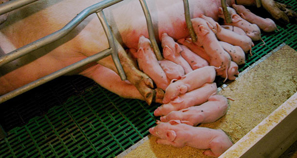 Il dilemma delle adozioni nel primo giorno di vita