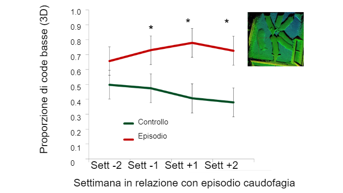 Figura 2. Proporzione di code basse in relazione al tempo di comparsa dellepisodio di caudofagia.