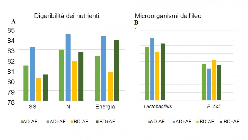 Figura 2: Effetti dell&#39;avena fermentata in diete con diverse densit&agrave; di nutrienti sulla digeribilit&agrave; apparente totale (ATTD) e sui microrganismi dell&#39;ileo nei suinetti svezzati.
