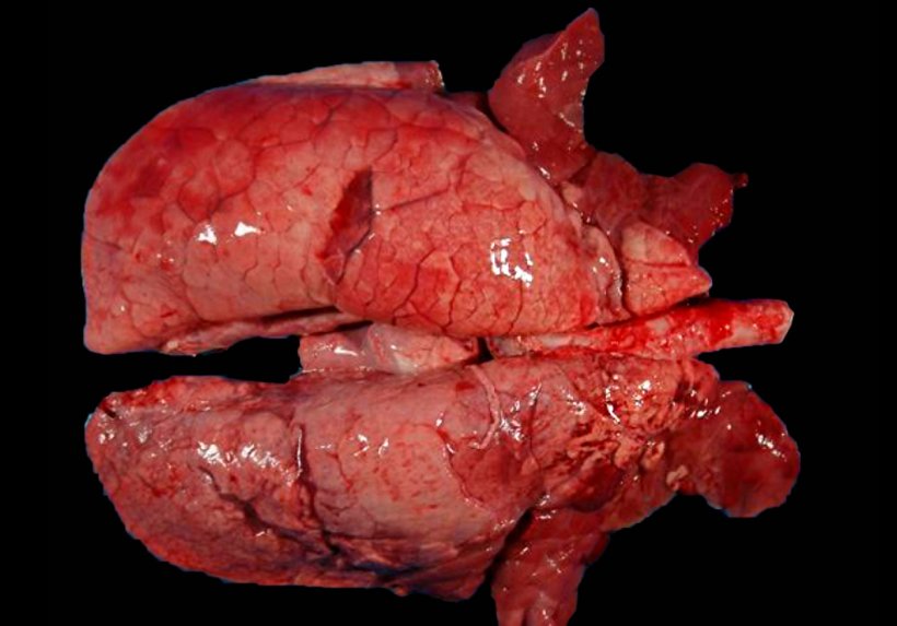 Figura 4. Polmone di un Suino&nbsp;co-infettato da&nbsp;M. hyopneumoniae e SIV. Aree di consolidamento di color rosso nelle porzioni cranio-ventrali del polmone e altre di minore estensione nei lobi diaframmatici. In queste lesioni cranio-ventrali coesistono lesioni da M. hyopneumoniae e da SIV, rendendo impossibile distinguerle macroscopicamente.
