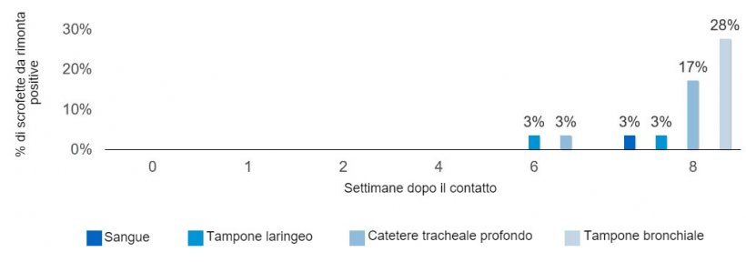 Figura 2. Proporzione di scrofette positive per contatto di Mycoplasma hyopneumoniae in base al tipo di campione e al tempo dopo il contatto con una scrofetta infettiva.
