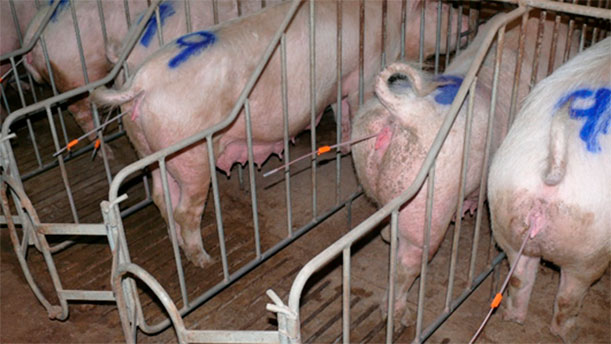 Foto 1: Nell&#39;IPC, lavorare in modo ordinato &egrave; importante. Se sono preparate (facendole alzare, pulendo le vulve, posizionando un catetere esterno), pi&ugrave; di 5 scrofe&nbsp;per operatore, corriamo il rischio che si ricorichino, stacchino il catetere, si sporchino, ecc...
