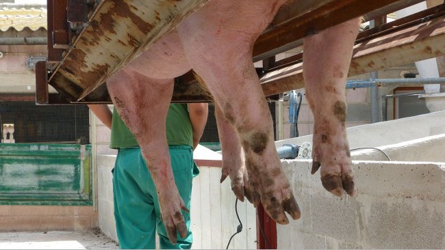 Foto 2: Pareggiamento degli unghielli.
