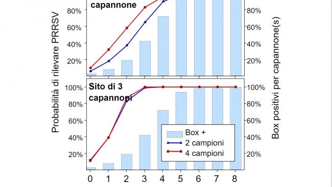 Figura 1. Rilevazione del PRRSV mediante campionamento spaziale fisso. Probabilità di rilevare ≥ 1 campione positivo al PRRSV in funzione del numero di campioni prelevati per capannone (2 o 4) e del numero di box campionati per allevamento (1 o 3). Si noti che la probabilità di rilevamento aumenta geometricamente con il numero di corde e capannoni campionati. Dati da Rotolo et al., (2017).