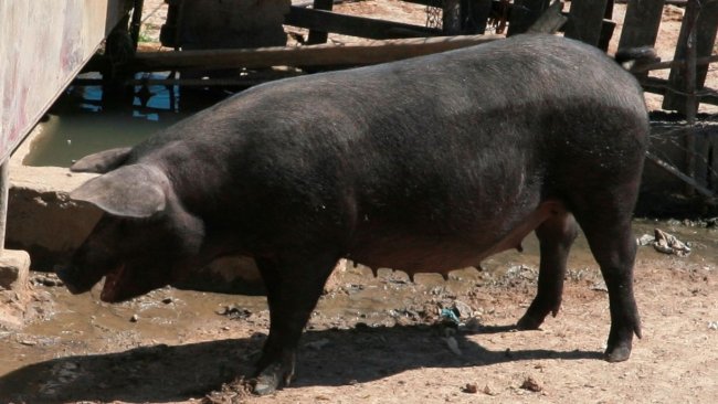 Scrofa di Nero Siciliano. Fonte: OppidumNissenae