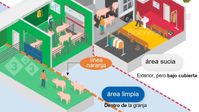 Immagine 1. Area di carico progettata per caricare i suini su un camion. Una doppia linea di separazione (linea rossa e arancione tratteggiata) è stata creata tra le aree pulite e sporche per migliorare la biosicurezza di questo procedura. Immagine per gentile concessione di Bioiberica.