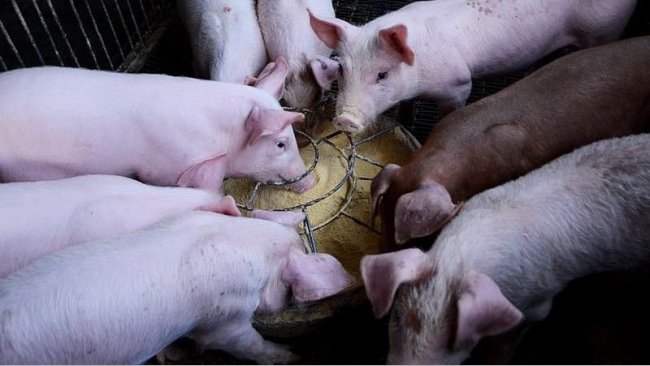 I probiotici possono modulare meglio il microbiota di un suino giovane rispetto a quello di un suino maturo.