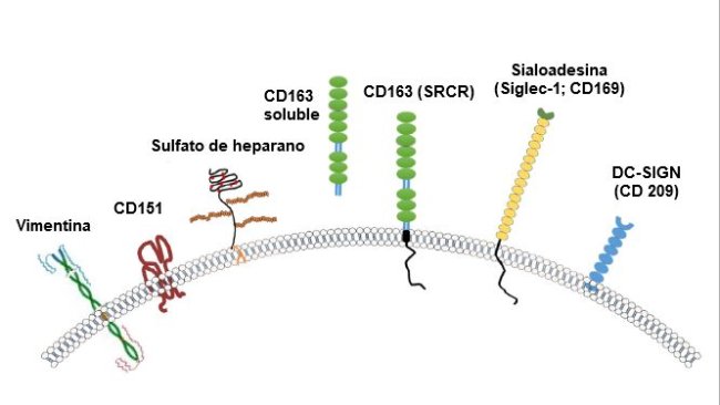 Immagine 2. Illustrazione dei recettori generalmente considerati per il PRRSV. Fonte: Zhang, Q., Yoo, D. (2015)