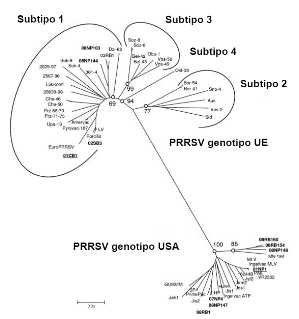 Immagine 1. Relazione filogenetica del virus PRRS, sequenze ORF 5 che illustrano la differenza genetica tra PRRSV tipo 1 (genotipo UE) e PRRSV tipo 2 (genotipo USA). Fonte: Amonsin, A., Kedkovid, R., Puranaveja, S. et al. (2009)
