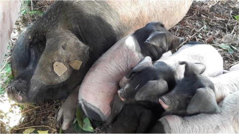 Figure 2. Sow of Basque breed with piglets (photo credit B. Lebret).
