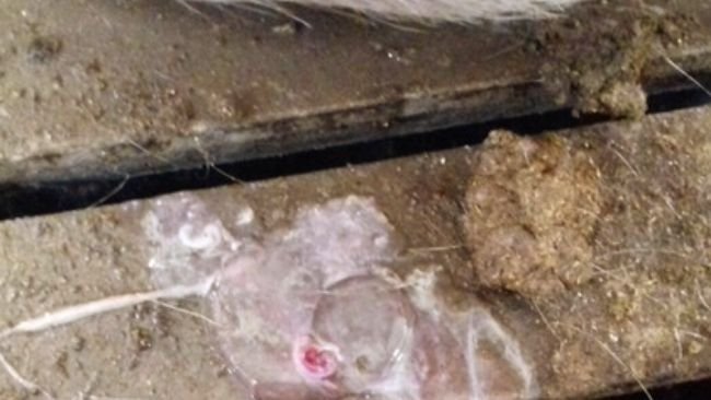 Foto 1. Perdita embrionaria