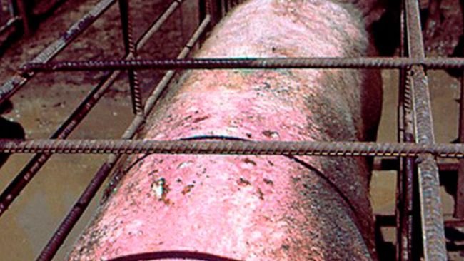 Cerda con quemaduras solares