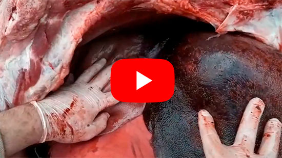 Guarda il video della torsione intestinale