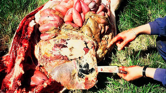 Proliferazione di Clostridium