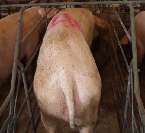 Scrofa con scarsa condizione corporale