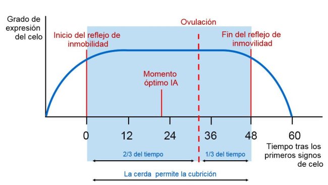 Figura 1. Rappresentazione grafica del riflesso dell'immobilità, dell'ovulazione e del momento ottimale di AI in una scrofa con un calore di 60 ore. Fonte: Carles Casanovas.