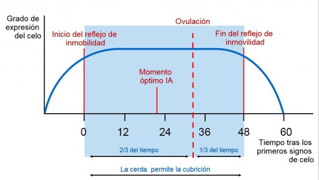 Figura 1. Rappresentazione grafica del riflesso dell&#39;immobilit&agrave;, dell&#39;ovulazione e del momento ottimale di AI in una scrofa con un calore di 60 ore.&nbsp;Fonte:&nbsp;Carles Casanovas.
