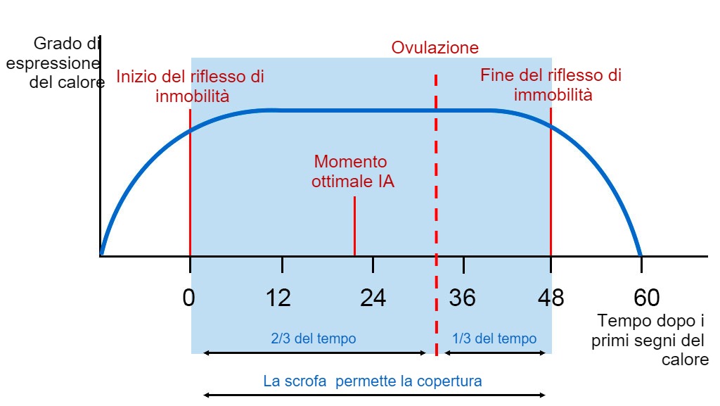 Rappresentazione grafica del riflesso dellimmobilità, dellovulazione e del momento ottimale di IA in una scrofa con un calore di 60 ore.