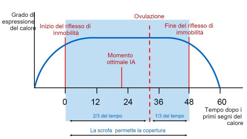 Figura 1. Rappresentazione grafica del riflesso dell&#39;immobilit&agrave;, dell&#39;ovulazione e del momento ottimale di AI in una scrofa con un calore di 60 ore.&nbsp;Fonte:&nbsp;Carles Casanovas.
