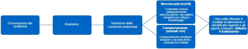 Figura 1. Questo albero decisionale determina i passaggi da seguire per effettuare una diagnosi accurata e un trattamento corretto. * Il tipo di lesione pu&ograve; fornirci informazioni su quale sia l&#39;agente infettivo.
