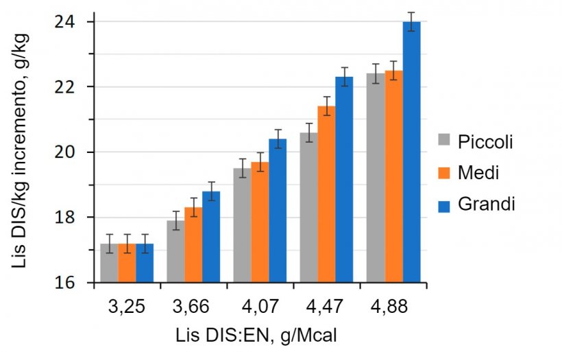 Figura 1. Effetto del rapporto lisina-energia della dieta nei suini da ingrasso (28-63 kg LW) classificati in base al loro peso iniziale (Aymerich et al., 2020).
