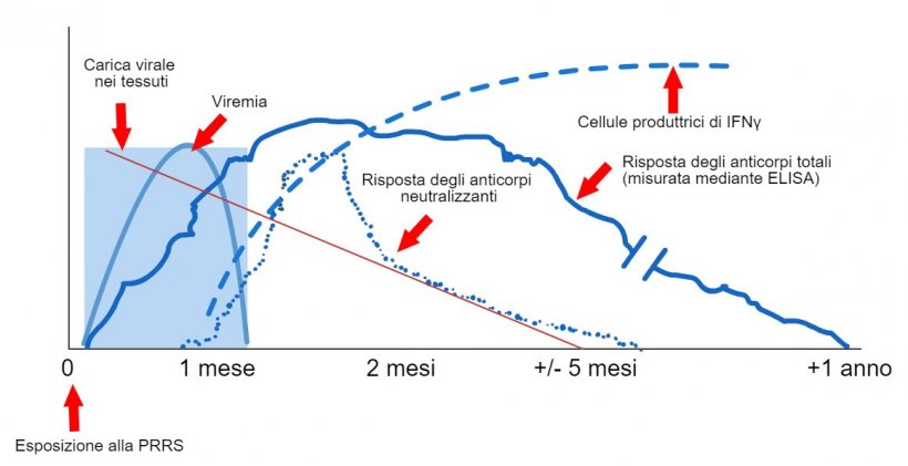 Schema di rilevamento di virus e anticorpi dopo l&#39;esposizione alla PRRS: il grafico seguente mostra le variazioni di concentrazione (asse Y) nel tempo (asse X) dei diversi analiti utilizzati nei saggi. Dopo l&#39;esposizione al virus PRRS, il virus appare nel sangue (viremia) che di solito dura tra le 2 e le 4 settimane, a seconda dell&#39;et&agrave; e dello stato immunitario del suino. La sieroconversione (rilevamento di anticorpi) di solito si verifica tra 7 e 10 giorni dopo l&#39;esposizione e dura diversi mesi prima di diventare sieronegativa. Gli anticorpi neutralizzanti compaiono tra 4 e 6 settimane dopo l&#39;esposizione (L&oacute;pez e Osorio, 2004).

